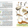 Aves de España - 图片 5