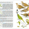 Aves de España - 图片 6