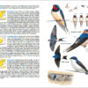 Aves de España - 图片 7