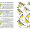 Aves de España - 图片 8
