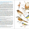 Aves de España - 图片 9