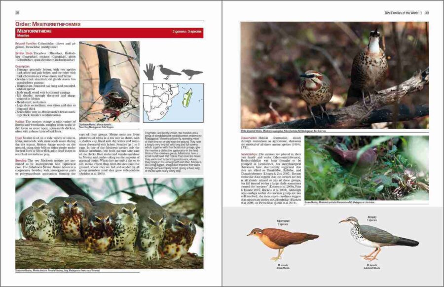 Familias de aves del mundo página de muestra