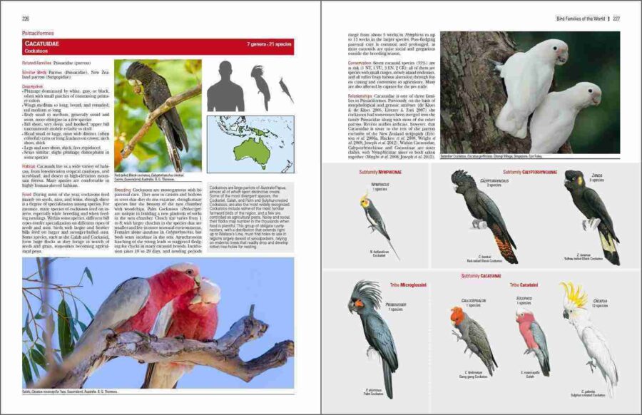 Bird Families of the World sample page