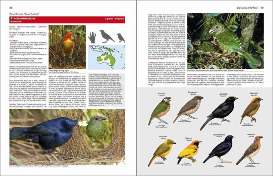 Familias de aves del mundo página de muestra