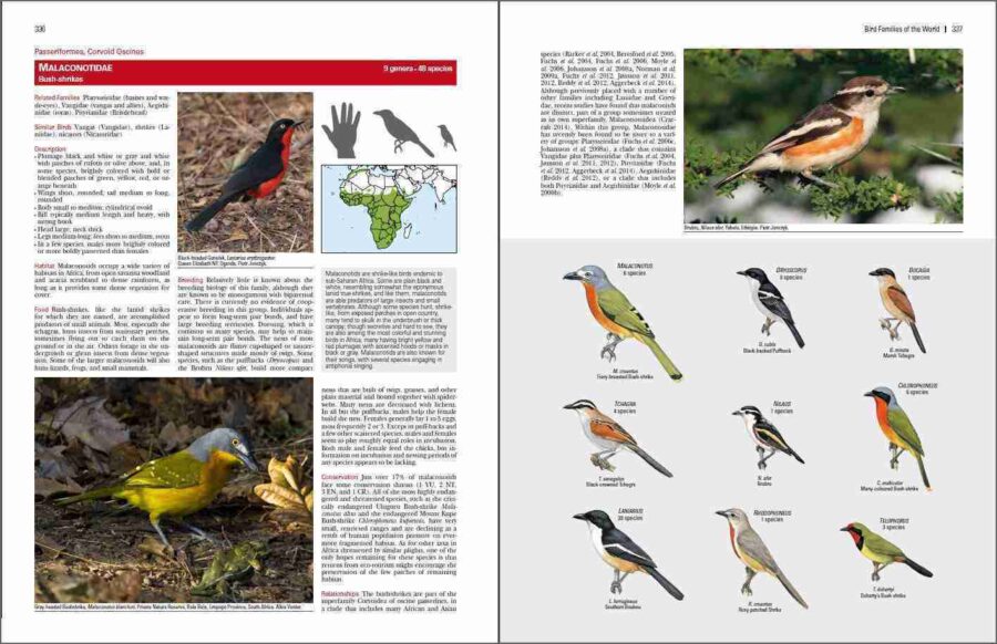 Familias de aves del mundo página de muestra