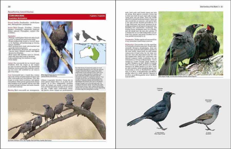 Familias de aves del mundo página de muestra