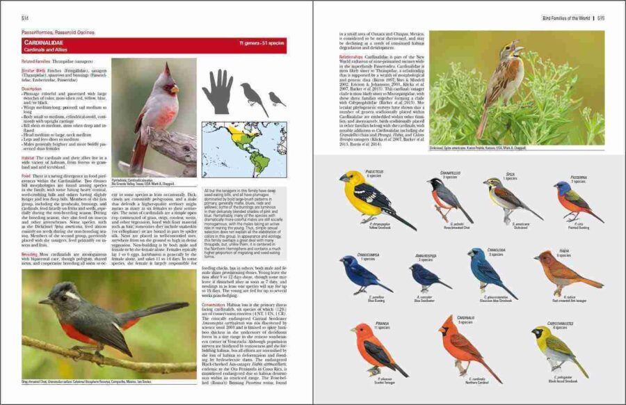 Familias de aves del mundo página de muestra