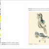 Bosques Maduros / Vielles Forêts sample page