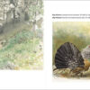 Bosques Maduros / Vielles Forêts sample page