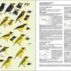 Manual de las Aves del Mundo - Volumen 15 página de muestra