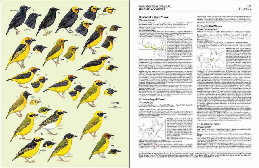 Handbook of the Birds of the World - Volume 15 sample page