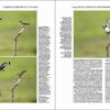 Manual de las Aves del Mundo - Volumen 15 página de muestra