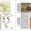 Manual de las Aves del Mundo - Volumen 15 página de muestra