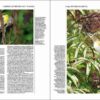 Manual de las Aves del Mundo - Volumen 15 página de muestra