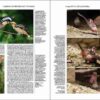Manual de las Aves del Mundo - Volumen 15 página de muestra