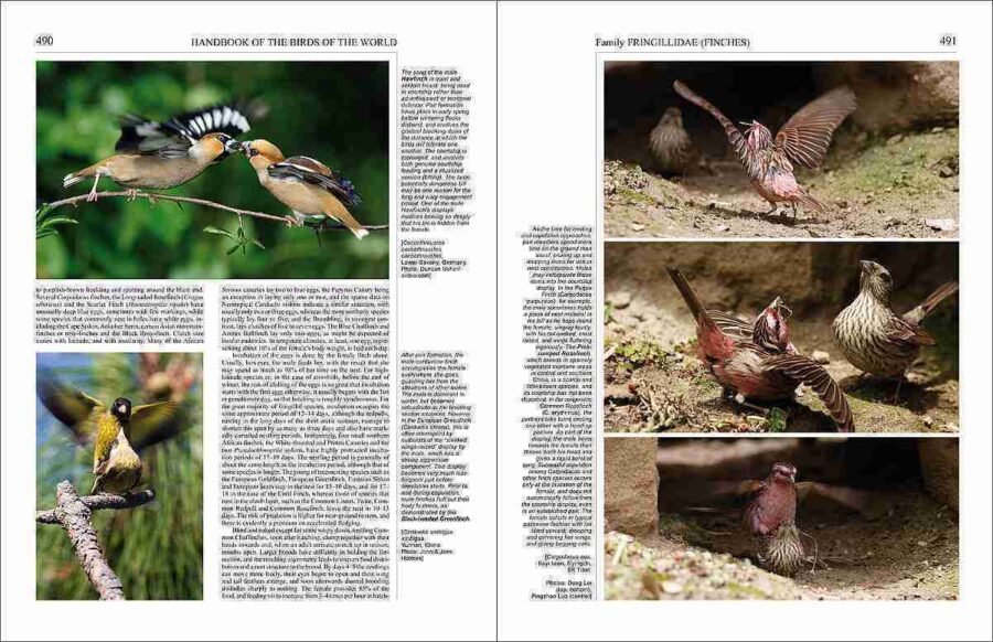 Handbook of the Birds of the World - Volum 15 pàgina de mostra