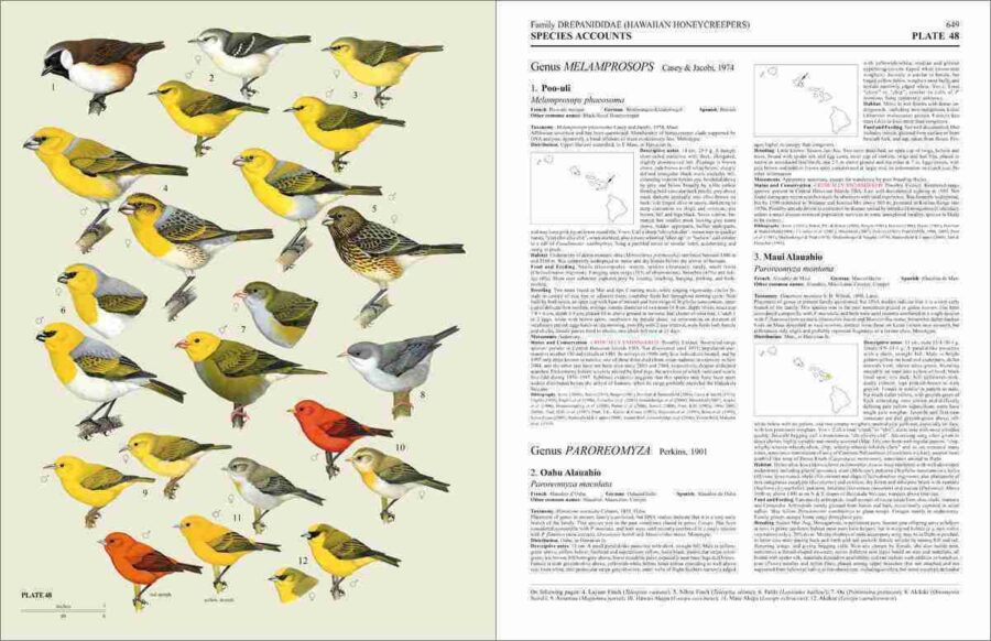 Handbook of the Birds of the World - Volum 15 pàgina de mostra