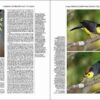 Manual de las Aves del Mundo - Volumen 15 página de muestra
