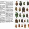 Insectos de España y Europa - 图片 3