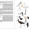 Ocells de Catalunya, País Valencià i Balears sample page