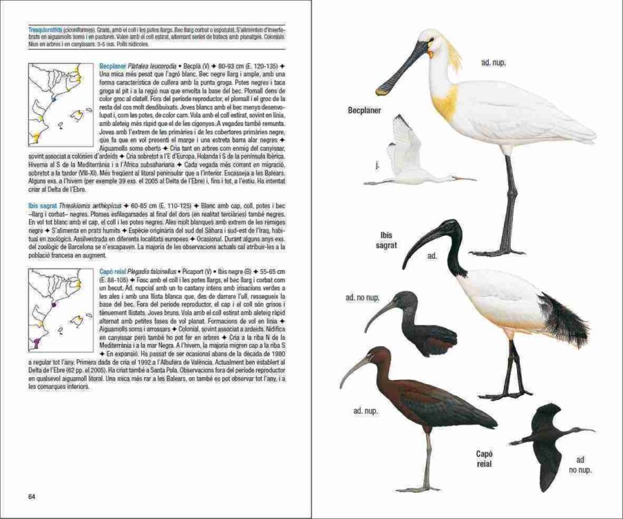 Ocells de Catalunya, País Valencià i Balears pàgina de mostra