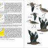 Ocells de Catalunya, País Valencià i Balears sample page