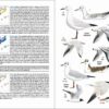 Ocells de Catalunya, País Valencià i Balears sample page