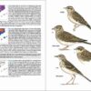 Ocells de Catalunya, País Valencià i Balears sample page