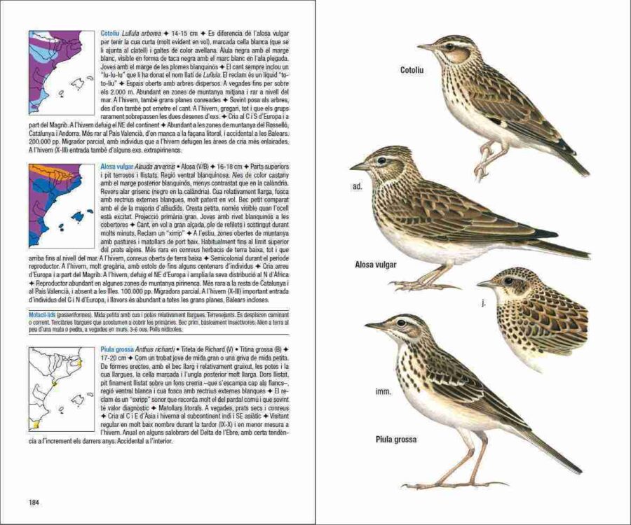 Ocells de Catalunya, País Valencià i Balears pàgina de mostra