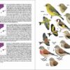 Ocells de Catalunya, País Valencià i Balears sample page