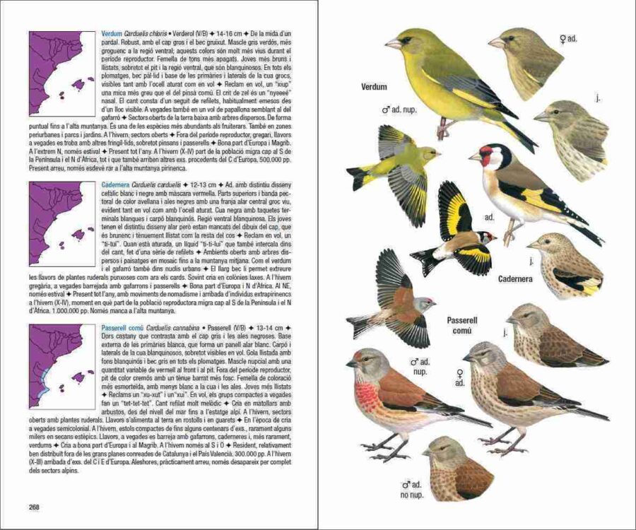 Ocells de Catalunya, País Valencià i Balears pàgina de mostra