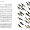 Peregrine Falcons of the World sample page