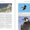 Peregrine Falcons of the World sample page