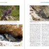 Peregrine Falcons of the World sample page