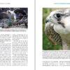 Peregrine Falcons of the World sample page