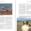 Peregrine Falcons of the World sample page
