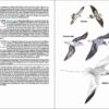 Aves de Portugal sample page