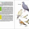 Aves de Portugal sample page