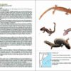 Amfibis i rèptils de Catalunya, País Valencià i Balears pàgina de mostra