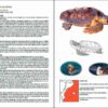 Amfibis i rèptils de Catalunya, País Valencià i Balears pàgina de mostra