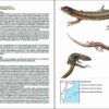 Amfibis i rèptils de Catalunya, País Valencià i Balears pàgina de mostra