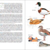 Pàgina de mostra Aves de España