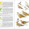 Pàgina de mostra Aves de España