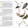 Pàgina de mostra Aves de España