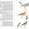 Pàgina de mostra Aves de España