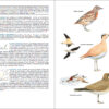 Pàgina de mostra Aves de España
