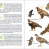 Pàgina de mostra Aves de España