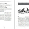 The Black Woodpecker - 图片 6