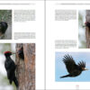 The Black Woodpecker - 图片 4