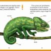 El camaléon enfadado sample page
